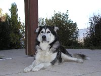 PA242286 * 2272 x 1704 * (2.39MB)